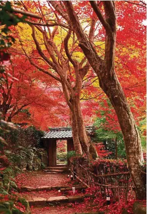  ??  ?? Autumn sets hillsides, shrines and temple grounds aflame with assorted hues of scarlet and gold.