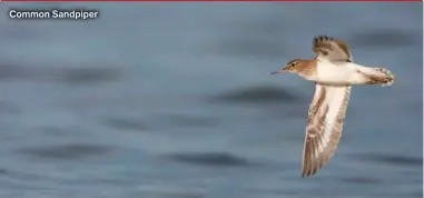  ?? ?? Common Sandpiper