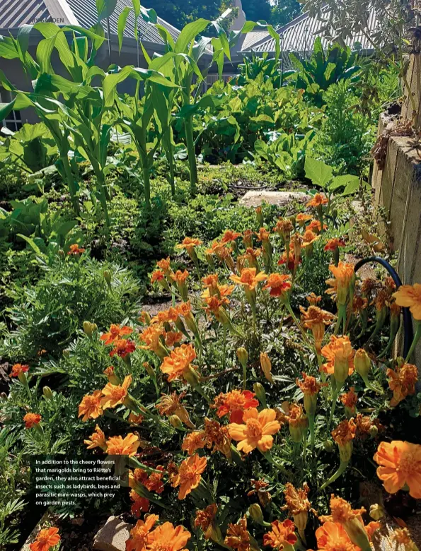  ??  ?? In addition to the cheery flowers that marigolds bring to Riëtte’s garden, they also attract beneficial insects such as ladybirds, bees and parasitic mini-wasps, which prey on garden pests.