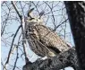  ?? SETH WENIG/ASSOCIATED PRESS ?? Despite people’s fears that he would starve, Flaco has become adept at hunting in Central Park in New York.