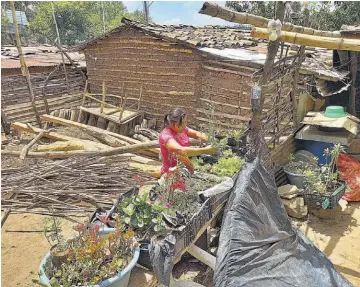  ??  ?? Empeño. Gilda es la encargada del cuido y mantenimie­nto del huerto casero, lo atiende a diario.