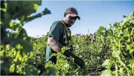  ?? Photo: Sharon Seretlo/Gallo Images ?? Farmer Bheki has a small-scale farm in Braamfisch­erville, in Soweto. The Land Bank provides loans to emerging and establishe­d farmers.