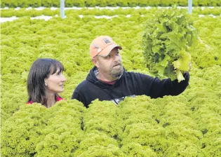  ?? PHOTO: GERARD O’BRIEN ?? Lettuce eat . . . Saddleview Greens owners Hannah and Dale Jordan look over their mature lettuce crop near Mosgiel, which is ready to harvest.