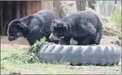  ?? EFE ?? Fotografía de osos andinos o “Jukumari”, en el bioparque Vesty Pakos, en La Paz, Bolivia. /