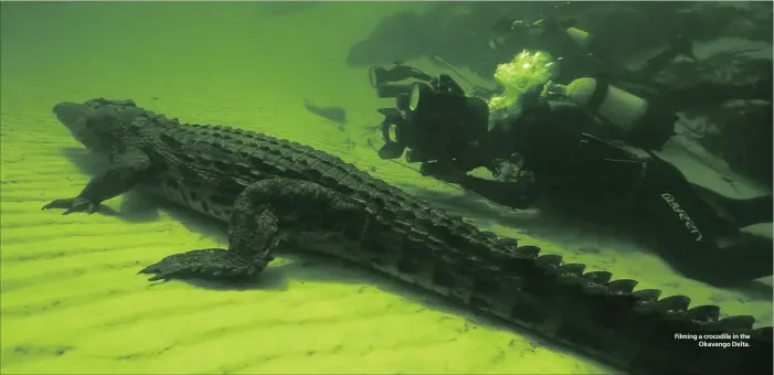  ??  ?? Filming a crocodile in the Okavango Delta.