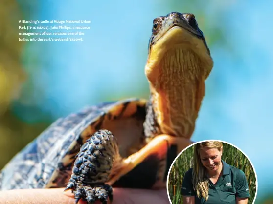  ??  ?? A Blanding’s turtle at Rouge National Urban Park ( this image). Julia Phillips, a resource management officer, releases one of the turtles into the park’s wetland ( below).