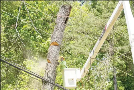  ??  ?? Kendall Vegetation Services trimmer Johnny McDowell works to cut down a Red Oak tree that was damaged during a powerful storm in Union City, Monday, April 13. Cleanup and damage assessment are underway Monday after powerful storms ripped through North Georgia overnight, killing at least six people in the state
and leaving thousands in the dark. (AP)