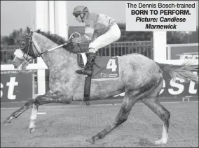  ?? Picture: Candiese Marnewick ?? The Dennis Bosch-trained BORN TO PERFORM.