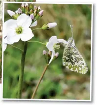  ?? ?? Below, an Orange-Tip
Pictures by JOHN DEMPSEY