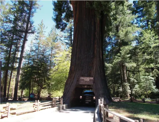  ??  ?? Här börjar Avenue of the Giants. Chandelier Tree är ett av dem som man kan köra bil igenom.