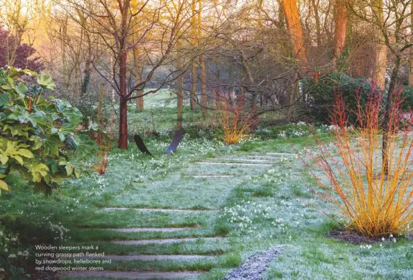  ??  ?? Wooden sleepers mark a curving grassy path flanked by snowdrops, hellebores and red dogwood winter stems