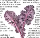  ?? ?? A new variety of purple ple kale is appealing to the eye and the palate