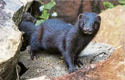  ?? ?? THREAT TO WILDLIFE: The American mink is a threat to ground-nesting birds and water vole population­s.