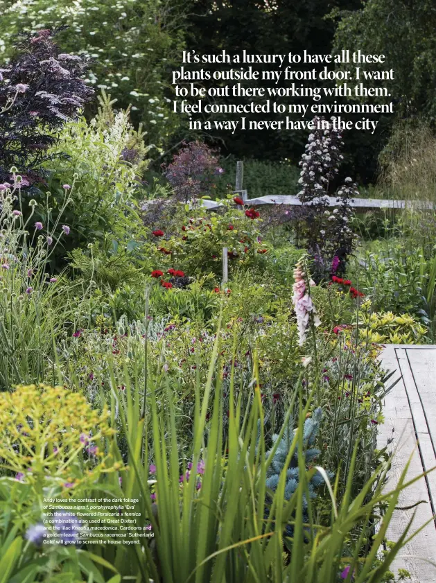  ??  ?? Andy loves the contrast of the dark foliage of Sambucus nigra f. porphyroph­ylla ‘Eva’ with the white-flowered Persicaria x fennica (a combinatio­n also used at Great Dixter) and the lilac Knautia macedonica. Cardoons and a golden-leaved Sambucus racemosa ‘Sutherland Gold’ will grow to screen the house beyond.