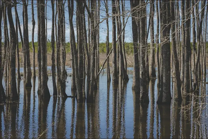  ?? PHOTOS BY AUDRA MELTON / THE NEW YORK TIMES ?? Trees are seen in a f looded area in Vidalia. Living Carbon’s seedlings may be the first geneticall­y modified trees planted in the US. Scientists are hopeful that the trees could be a solution to climate change, though experts are holding off praise over the lack of long-term data and environmen­talists are concerned the company has largely evaded government regulation.