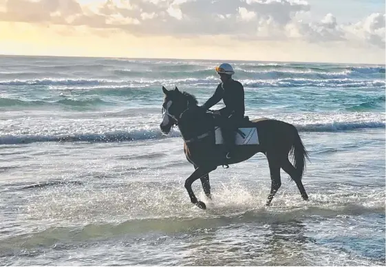  ?? Picture: MATT DUNN RACING ?? Care To Think enjoys an outing to Cabarita beach as he prepares for the Queensland summer sprint series.