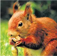  ??  ?? ● Red Squirrels, like this one have been spotted in Llanberis and Nant Peris for the first time since the 1970s and, inset, a ‘red’ at Nant Peris