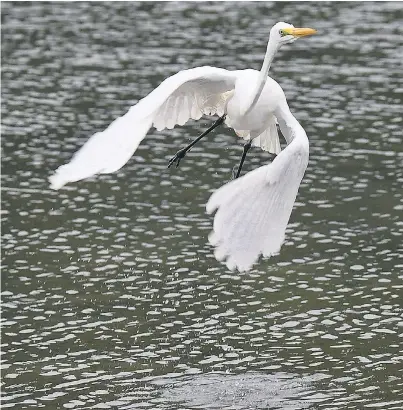  ?? PHOTO: STEPHEN JAQUIERY ?? This white heron has been moving around waterways in Dunedin for the past couple of weeks. It can regularly be found at low tide feeding in the Andersons Bay Inlet.