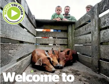  ?? PHOTOS: WARWICK SMITH/STUFF ?? Jacob Howell, 4, and his dad, Stephen Howell, check out the piglets at the Rongotea sale yards.