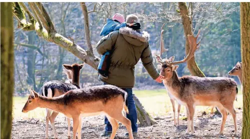  ?? FOTO: HORST OSSINGER/DPA ?? Im Wildpark am Grafenberg­er Wald können die Besucher unter anderem Damhirsche sehen.