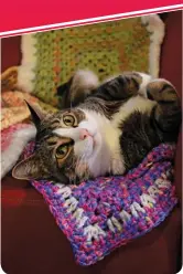  ?? ?? Does your furbaby love to lounge? Is he constantly seeking the purrfect catnap spot? Indulge your furry friend with a comfy, cozy, handcrafte­d Critter Crafting crochet Cat Mat! Crittercra­fting.com