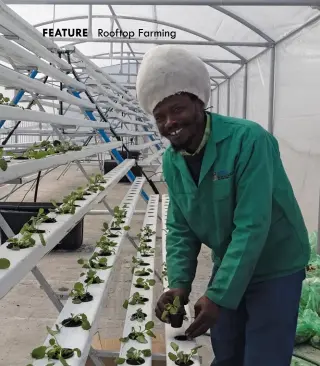  ??  ?? ABOVE:Themba Baladzi, who has a rooftop garden in Berea, is part of the Urban Agricultur­e Initiative.