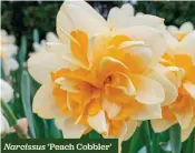  ??  ?? Narcissus ‘Peach Cobbler’
Peach and cream petals, double blooms H x S 40cm x 15cm F Mar-Apr 10 bulbs £7.50