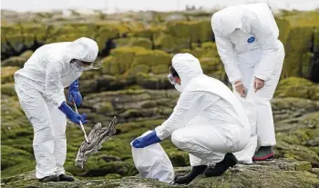  ?? O HUMPHREYS / DPA PA ?? Naturschüt­zer sammeln tote Seevögel auf einer der Farne-inseln (Großbritan­nien) ein.
