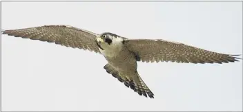  ??  ?? GOOD NEWS Three new nesting boxes have been installed near Horatia House for peregrines