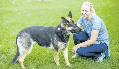  ?? BOB TYMCZYSZYN/STANDARD STAFF ?? St. Catharines German shepherd Shiba became the subject of a DocuPet lost pet alert in February when she escaped from her Merritton home wearing her