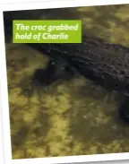  ?? ?? The croc grabbed hold of Charlie