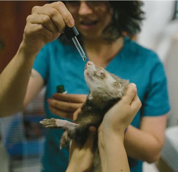  ?? LUIS ANTONIO ROJAS/THE NEW YORK TIMES ?? Fenri, a ferret with inflammato­ry bowel disease, receives CBD on Feb. 1 at the PetXotical clinic in Mexico City.