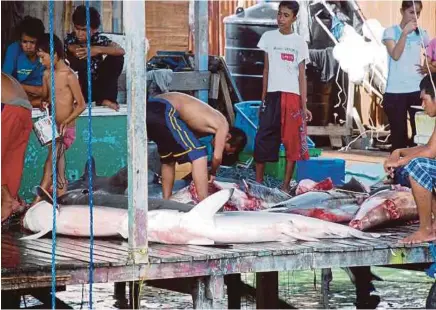  ?? COURTESY OF NST READER ?? A 2009 photo showing sharks carcasses being landed in a house on Pulau Mabul off Semporna. PIC