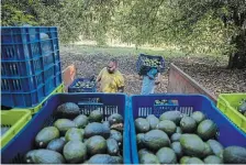  ?? ARMANDO SOLIS THE ASSOCIATED PRESS ?? Men harvest avocados at an orchard in Santa Ana Zirosto, Michoacan state.