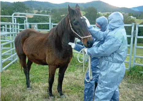  ?? PHOTO: CONTRIBUTE­D ?? TESTING TIMES: LLS animal biosecurit­y officers test a horse for the hendra virus in 2013.