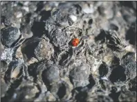  ?? (AP/Ariel Schalit) ?? A ladybug rests on tar covered rocks and shells after an oil spill in the Mediterran­ean Sea at Tel-Dor Nature Reserve in Nahsholim, Israel on Tuesday. A disastrous oil spill has blackened most of the country’s shoreline and reached beaches of neighborin­g Lebanon. The cleanup is expected to take months.