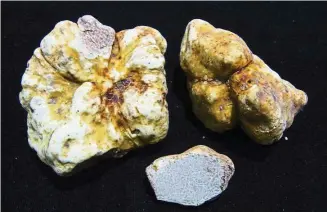  ??  ?? A handout from Chiang Mai University in Thailand released on Sept 7 shows truffles identified as tuber magnatum. — Photos: AFP
