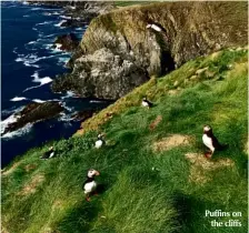  ??  ?? Puffins on the cliffs