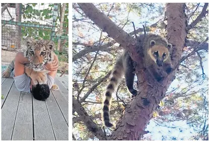  ??  ?? Tigra na otoku više nema, dok u krošnjama stabala, Hvarani viđaju lemura koji besciljno luta