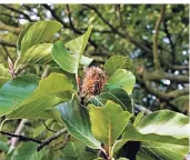  ??  ?? Buchen tragen Bucheckern zwischen 40 und 80 Jahren.