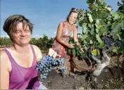  ??  ?? Mireille (au premier plan), maître de chai, se réjouit des vendanges de ce cépage très rare dans la région.