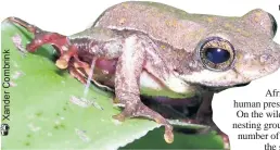  ??  ?? The wetland park boasts the highest number of frog species in southern Africa, including this painted reed frog