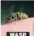  ??  ?? WASP