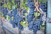  ?? CP PHOTO ?? Ripe grapes hang on vines protected from birds with a net at the Okanagan Valley’s River Stone Estate Winery in Oliver, B.C.