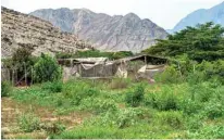  ??  ?? A hut is seen inside an agricultur­al area that has invaded the protected area of the Caral archaeolog­ical complex.