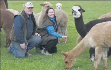  ??  ?? GROWING HERD: David and Pam Pratt’s hobby farm now has more than 100 alpacas. The couple breeds and shows the animals and is meeting a high demand for sales and leasing of alpacas to property owners to protect their livestock. Picture: PAUL CARRACHER