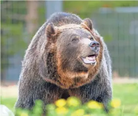  ?? TREVOR HUGHES/USA TODAY ?? This grizzly bear lives in safety at the Grizzly &amp; Wolf Discovery Center in West Yellowston­e, Montana, but grizzlies in the wild are at the center of a dispute surroundin­g federal protection­s and the hunting season.