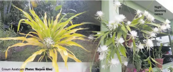  ?? (Photos: Marjorie Allen) ?? Crinum Asiaticum
Night blooming cereus