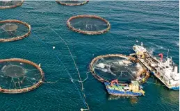  ??  ?? Cruelty inquiry: Fish pens at the salmon farm in Loch Roag