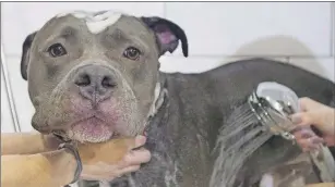  ?? CP PHOTO ?? Bless, an American Pit Bull Terrier, is treated to a free grooming session at Pampered Pets in Montreal, Sunday, September 25, 2016.